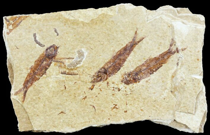 Multiple Knightia Fossil Fish - Wyoming #60800